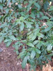 Photinia serratifolia