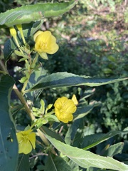 Oenothera rubricaulis