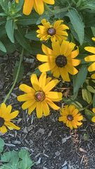 Rudbeckia