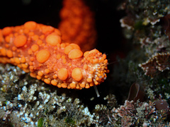 Uniophora granifera