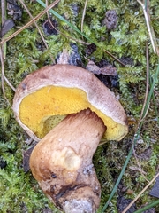 Aureoboletus auriporus
