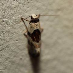 Euphiltra epilecta