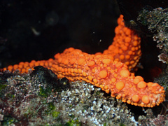 Uniophora granifera