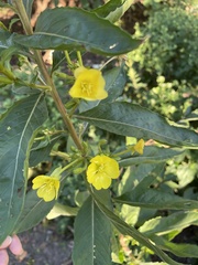 Oenothera rubricaulis