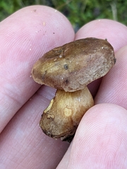 Aureoboletus auriporus