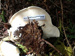 Clitocybe robusta