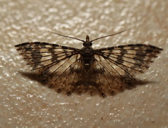 Alucita phricodes