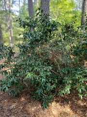 Photinia serratifolia