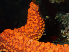 Uniophora granifera