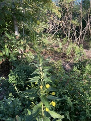 Oenothera rubricaulis