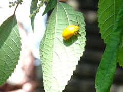 Podontia lutea