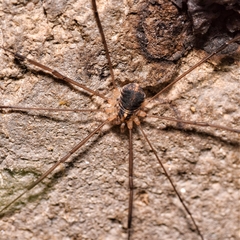 Nelima