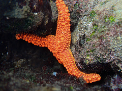 Uniophora granifera