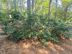 Photinia serratifolia