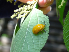 Podontia lutea