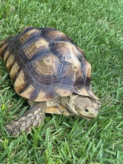 Centrochelys sulcata