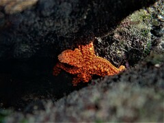 Uniophora granifera