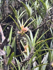 Maxillaria aggregata