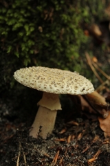 Amanita rubescens
