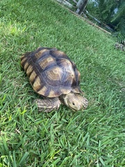 Centrochelys sulcata