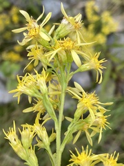 Solidago virgaurea