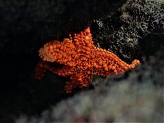 Uniophora granifera