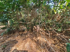 Photinia serratifolia