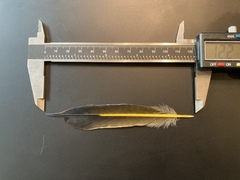 Colaptes auratus luteus