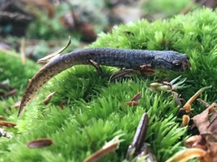 Hemidactylium scutatum