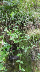 Lonicera periclymenum