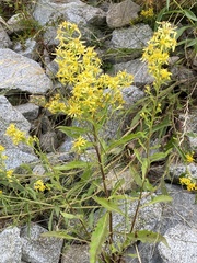 Solidago virgaurea