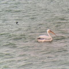 Pelecanus onocrotalus