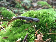 Hemidactylium scutatum