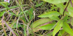 Pituophis catenifer sayi