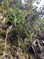 Maxillaria aggregata