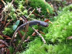 Hemidactylium scutatum