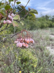 Viburnum rufidulum