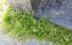 Poa annua
