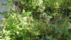 Rubus idaeus