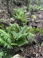 Blechnum punctulatum