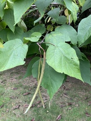 Catalpa