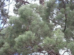 Callitris endlicheri