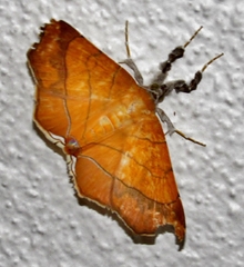 Gracilodes caffra