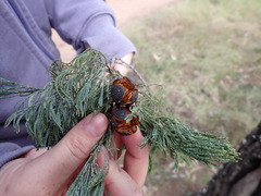 Callitris endlicheri