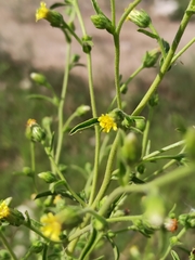 Dittrichia graveolens