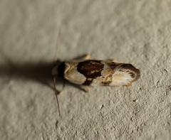 Euphiltra epilecta