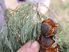 Callitris endlicheri