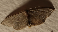 Idaea coercita
