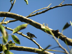 Sporophila morelleti