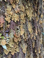 Hymenophyllum tomentosum